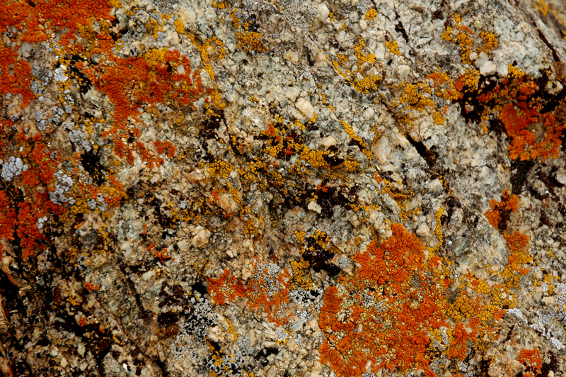 orange moss